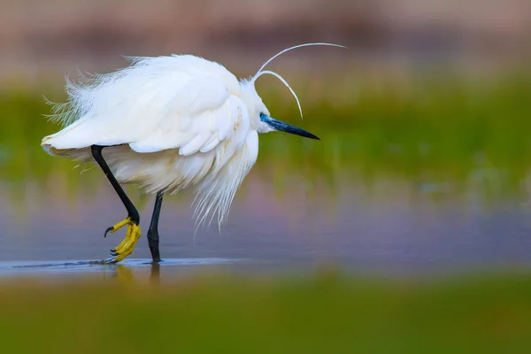 Petite Aigrette Héron Fond Naturel Oiseau Petite Aigrette Egretta Garzetta — Photo