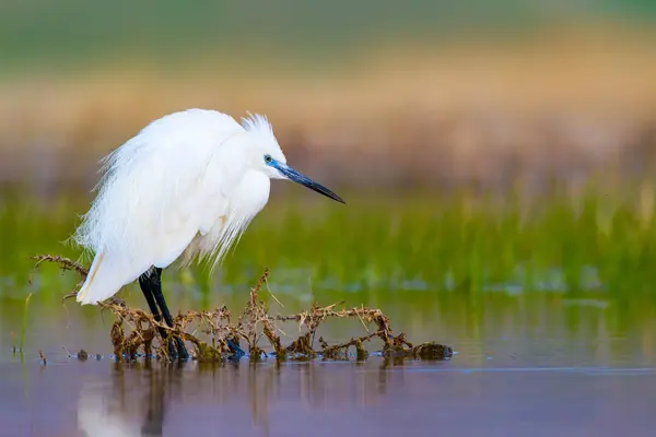 Petite Aigrette Héron Fond Naturel Oiseau Petite Aigrette Egretta Garzetta — Photo