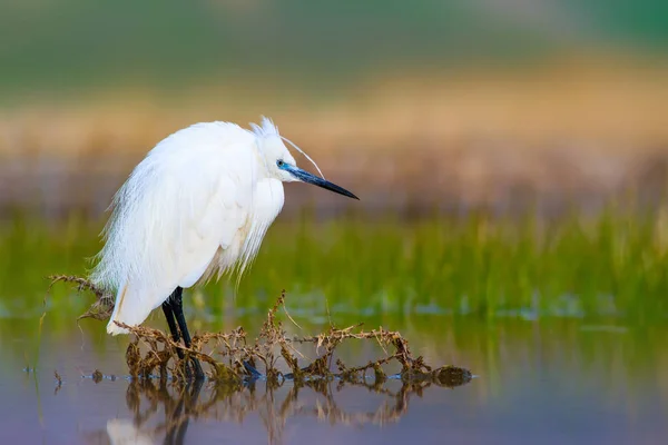 Petite Aigrette Héron Fond Naturel Oiseau Petite Aigrette Egretta Garzetta — Photo