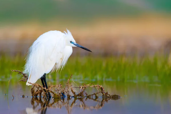 Petite Aigrette Héron Fond Naturel Oiseau Petite Aigrette Egretta Garzetta — Photo