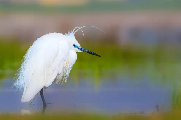 Reiher Seidenreiher Natur Hintergrund Vogel Seidenreiher Egretta Garzetta Konya Salzsee — Stockfoto