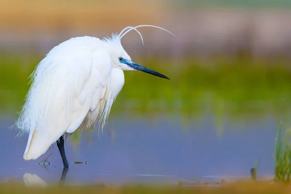 Petite Aigrette Héron Fond Naturel Oiseau Petite Aigrette Egretta Garzetta — Photo