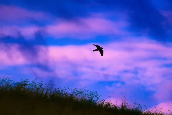 Rov Fågel Flygande Buzzard Natur Bakgrund — Stockfoto