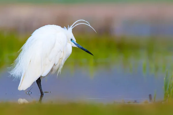 Petite Aigrette Héron Fond Naturel Oiseau Petite Aigrette Egretta Garzetta — Photo