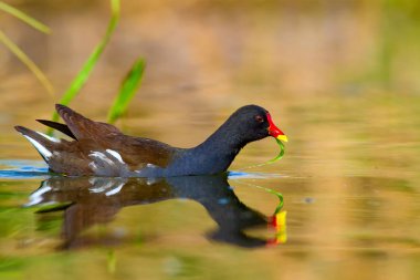 Sevimli su kuşu ve göl yaşam alanı. Kuş: Ortak Moorhen. Gallinula kloropus. Renkli doğa arka plan.