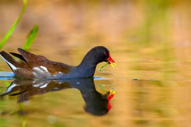 Sevimli su kuşu ve göl yaşam alanı. Kuş: Ortak Moorhen. Gallinula kloropus. Renkli doğa arka plan.