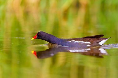Sevimli su kuşu ve göl yaşam alanı. Kuş: Ortak Moorhen. Gallinula kloropus. Renkli doğa arka plan.