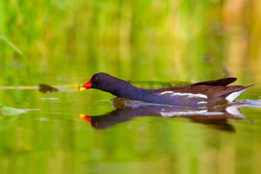 Sevimli su kuşu ve göl yaşam alanı. Kuş: Ortak Moorhen. Gallinula kloropus. Renkli doğa arka plan.