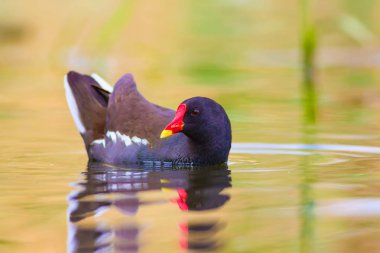Sevimli su kuşu ve göl yaşam alanı. Kuş: Ortak Moorhen. Gallinula kloropus. Renkli doğa arka plan.