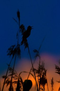 Şarkı söyleyen kuş. Doğa habitat arka plan. Kuş: Büyük Sazlık Ötleğeni. Acrocephalus arundinaceus.