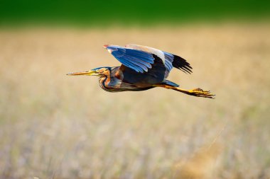 Uçan ot. Sarı doğa arka planı. Kuş: Mor Heron. Ardea purpurea.