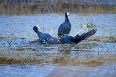 Sevimli kuş ailesi. Kuş: Avrasya Coot. Fulica atra. Yeşil doğa arka planı.
