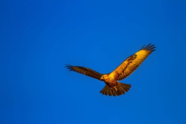 Uçan şahin. Yırtıcı kuş. Mavi gökyüzü arka plan.