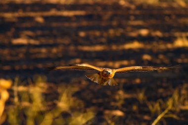 Yırtıcı şahin kuşu. Doğa habitat arka plan. Kuş: Uzun bacaklı Şahin. Buteo rufinus.