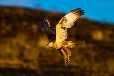 Yırtıcı şahin kuşu. Doğa habitat arka plan. Kuş: Uzun bacaklı Şahin. Buteo rufinus.