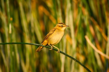 Sevimli kuş ötleğen Lake Habitat. Yeşil Reed arka plan. Bıyıklı bir Warbler. Acrocephalus melanopogon).