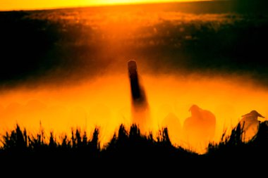 Çoban ve sürü. Gün batımı doğal arka plan.