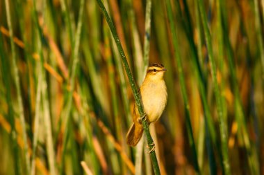 Sevimli kuş ötleğen Lake Habitat. Yeşil Reed arka plan. Bıyıklı bir Warbler. Acrocephalus melanopogon).