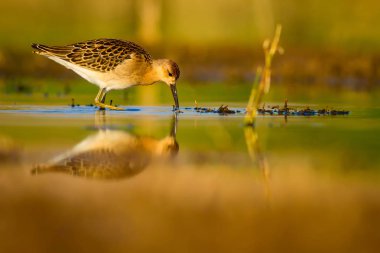 Su doğası ve kuş. Ortak su kuşu: Ruff. Philomachus Pugnax. Renkli doğa arka plan.