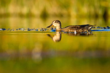Mallard. Yeşil su Habitat arka plan. Kuş: Mallard. Anas platyrhynchos.