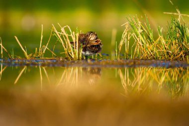 Doğa ve kuş. Yeşil sarı doğa arka plan. Kuş: ortak Snipe. Ufuk galinago.