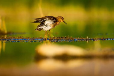 Su doğası ve kuş. Ortak su kuşu: Ruff. Philomachus Pugnax. Renkli doğa arka plan.