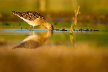 Su doğası ve kuş. Ortak su kuşu: Ruff. Philomachus Pugnax. Renkli doğa arka plan.