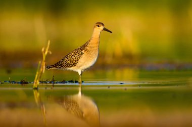 Su doğası ve kuş. Ortak su kuşu: Ruff. Philomachus Pugnax. Renkli doğa arka plan.