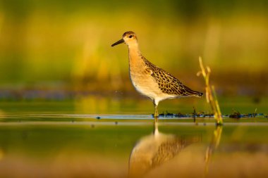 Su doğası ve kuş. Ortak su kuşu: Ruff. Philomachus Pugnax. Renkli doğa arka plan.