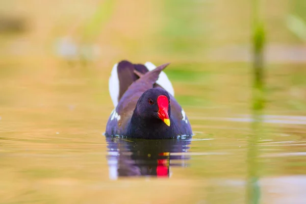 可爱的水鸟和湖泊栖息地 共同的摩尔恩 加利努拉氯浦 五颜六色的自然背景 — 图库照片