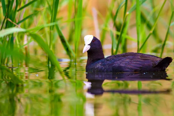 Cute bird family. Bird: Eurasian Coot. Fulica atra. Green nature background.