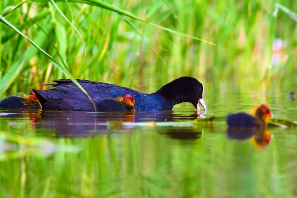 Cute bird family. Bird: Eurasian Coot. Fulica atra. Green nature background.