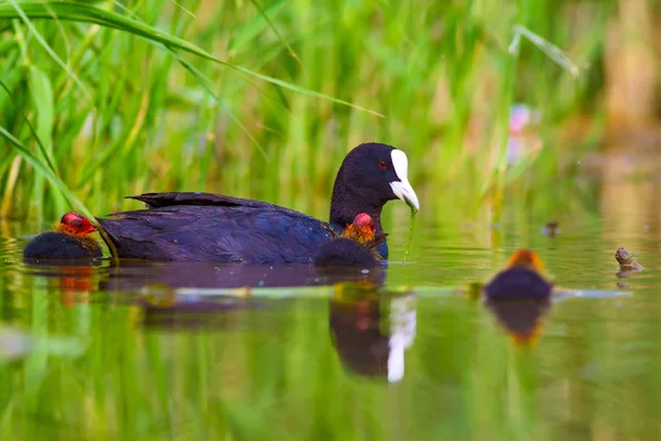 Cute bird family. Bird: Eurasian Coot. Fulica atra. Green nature background.