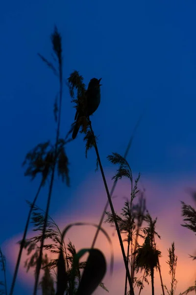Zpívající Pták Pozadí Přírodních Stanovišť Velký Reed Warbler Akrocefalus Arundinaceus — Stock fotografie