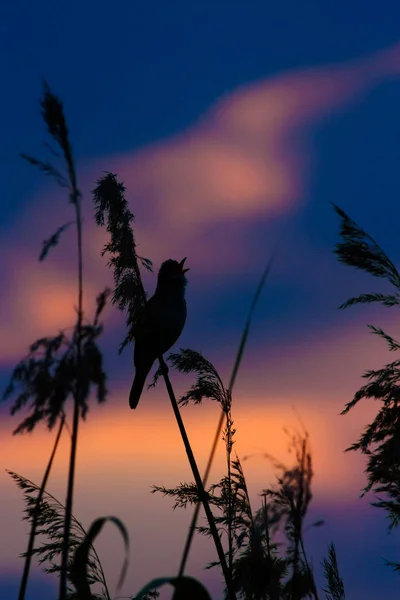 Zingende Vogel Achtergrond Van Natuur Habitat Vogel Grote Rietzanger Acrocephalus — Stockfoto