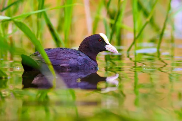 Cute bird family. Bird: Eurasian Coot. Fulica atra. Green nature background.