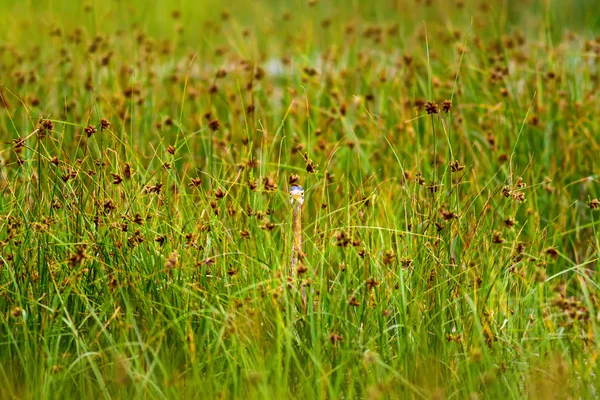 Природа Птица Красочный Природный Фон Птица Пурпурная Цапля Ardea Purpurea — стоковое фото