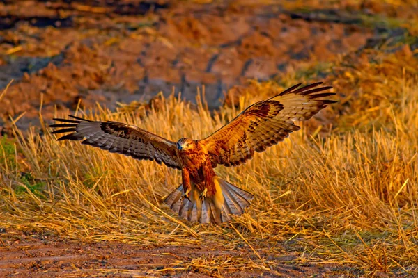 Roofvogel Buzzard Achtergrond Van Natuur Habitat Vogel Lange Benen Buzzard — Stockfoto
