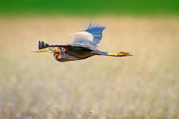 Летающая Цапля Желтый Фон Природы Птица Пурпурная Цапля Ardea Purpurea — стоковое фото