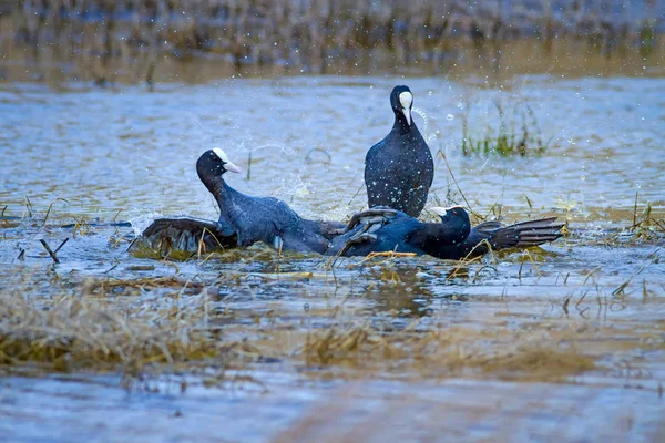 Cute bird family. Bird: Eurasian Coot. Fulica atra. Green nature background.