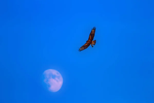 Buitre Volador Pájaro Presa Fondo Cielo Azul — Foto de Stock