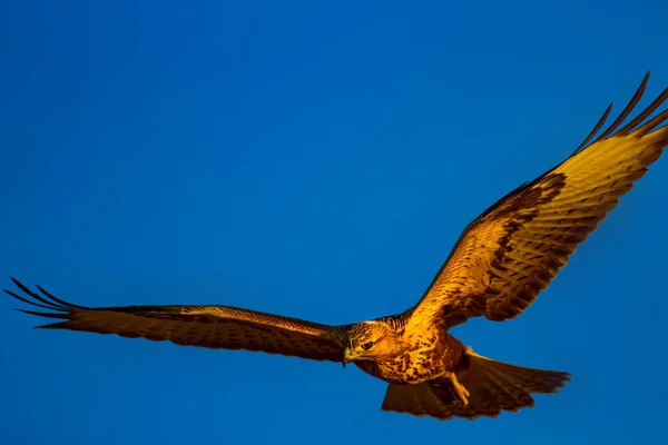 Flygande Buzzard Rov Fågel Blå Himmel Bakgrund — Stockfoto