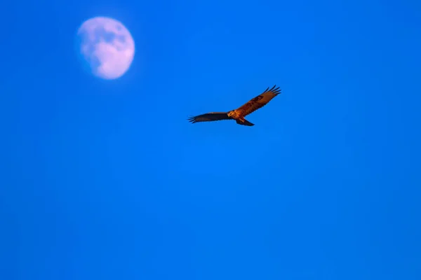 Літаюча Дика Пташка Базгард Блакитне Небо Фон Місяця — стокове фото