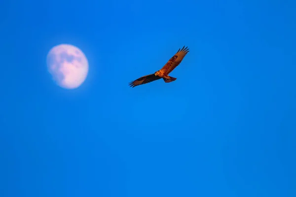 Літаюча Дика Пташка Базгард Блакитне Небо Фон Місяця — стокове фото