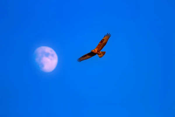 Létající Divoký Pták Buzzard Modrá Obloha Pozadí Měsíce — Stock fotografie