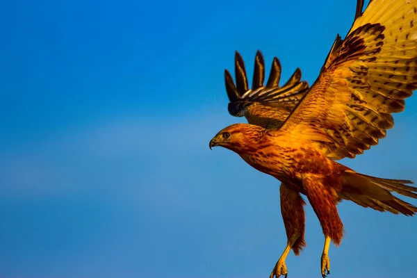Fliegender Bussard Greifvogel Blauer Himmel Hintergrund — Stockfoto