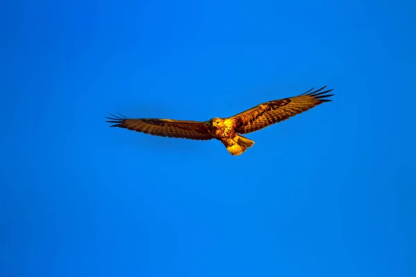 Vliegende Buzzard Roofvogel Blauwe Hemel Achtergrond — Stockfoto