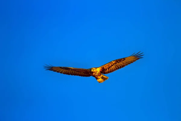 Flying buzzard. Bird of prey. Blue sky background.