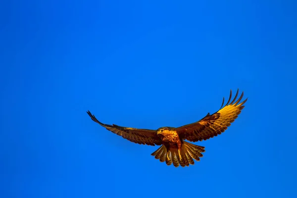 Fliegender Bussard Greifvogel Blauer Himmel Hintergrund — Stockfoto