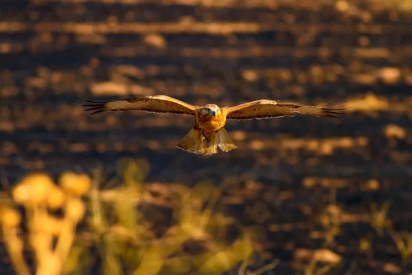 Pássaro Rapina Habitat Natural Buzzard Pernas Compridas Buteo Rufinus — Fotografia de Stock